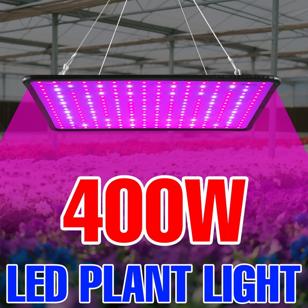Echeveria Succulent - 400W LED 식물 성장등 풀 스펙트럼