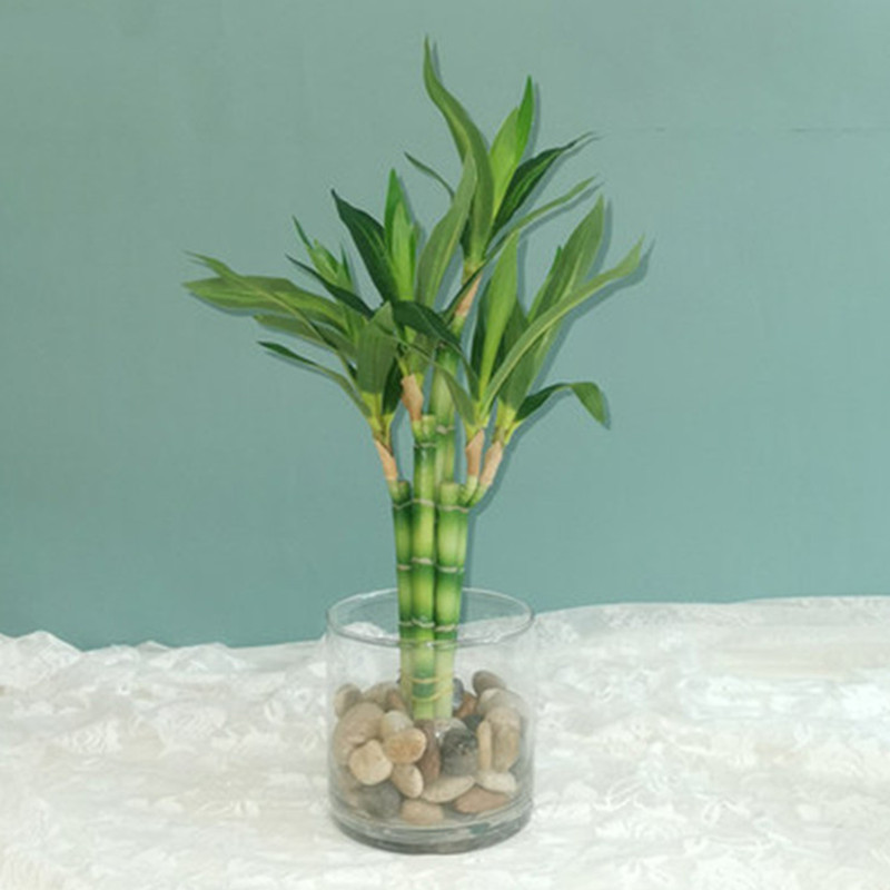 Echeveria Succulent - 새로운 40cm rFtificial 행운의 대나무 즙이