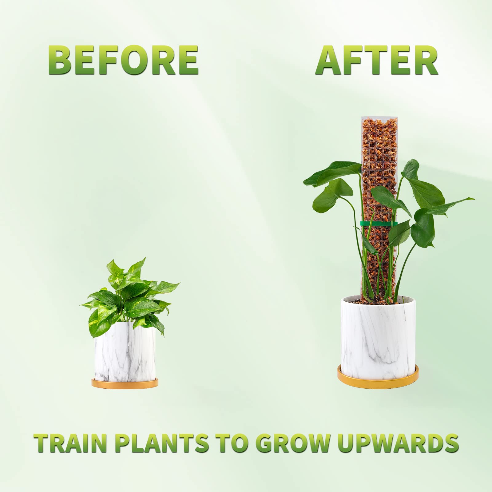 이끼 기둥 식물 식물 지원 플라스틱 투명 재사용 가능한 - Echeveria Succulent 리뷰 및 가격