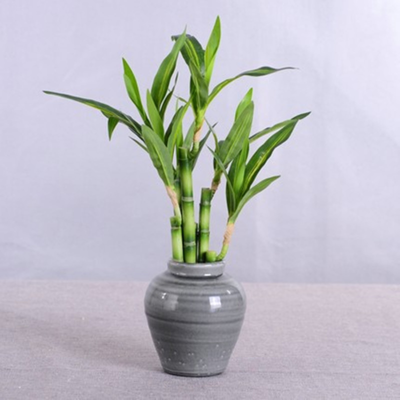 새로운 40cm rFtificial 행운의 대나무 즙이 - Echeveria Succulent 리뷰 및 가격