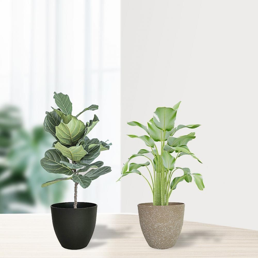 서리로 덥은 모조 돌 꽃 냄비 원예 꽃 녹색 식물 냄비 - Aloe Vera Pot 리뷰 및 가격