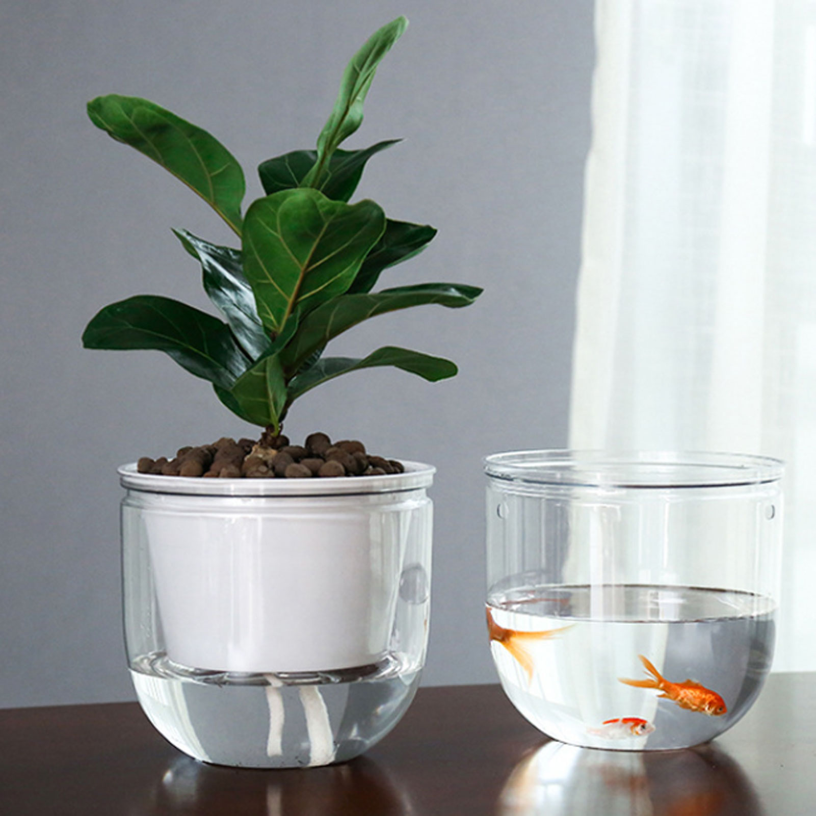 자동 급수 화분 투명한 걸이형 꽃바구니 포토스, 스파이 - Spider Plant Hanging 리뷰 및 가격