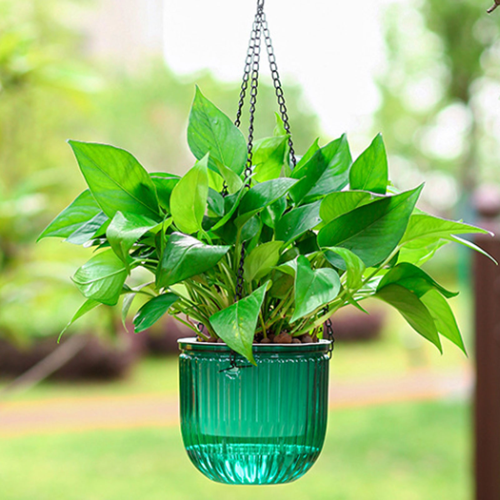 자동 급수 화분 투명한 걸이형 꽃바구니 포토스, 스파이 - Spider Plant Hanging 리뷰 및 가격
