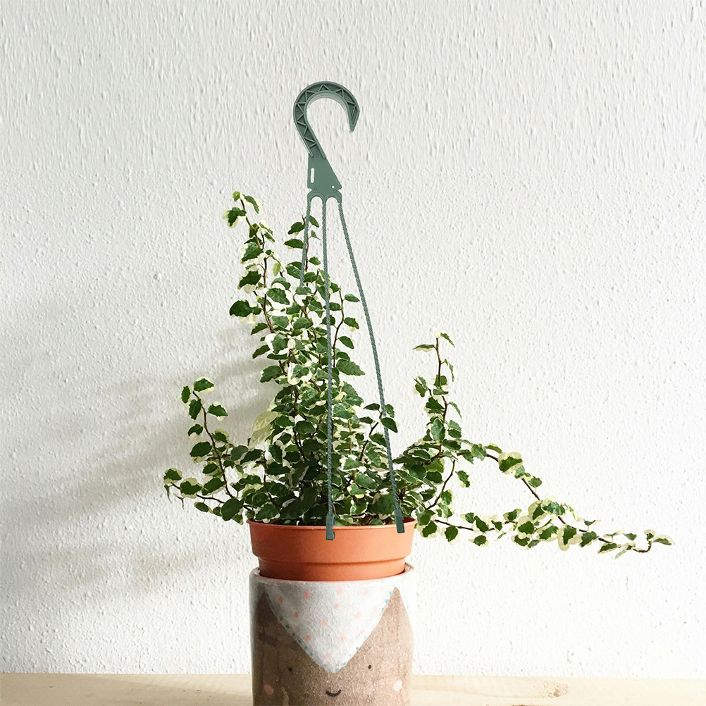 5개의 걸이형 화분 걸이 세트, 공간 절약형 모던 원형 - Spider Plant Hanging 리뷰 및 가격