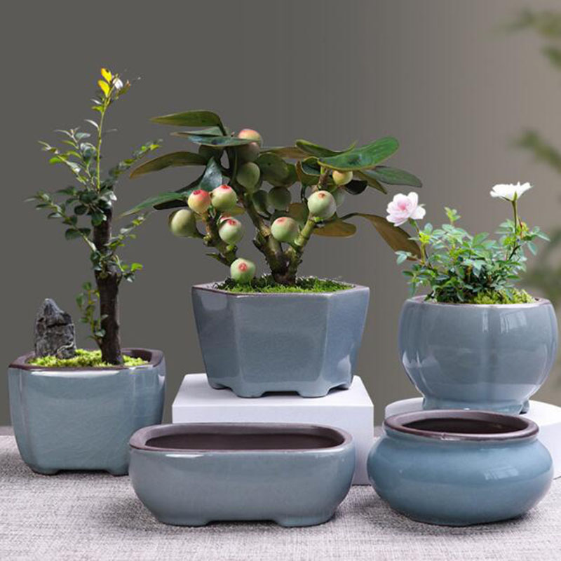 레트로 세라믹 꽃 냄비, 아스파라거스, 다육 식물 냄비 - Echeveria Succulent 리뷰 및 가격