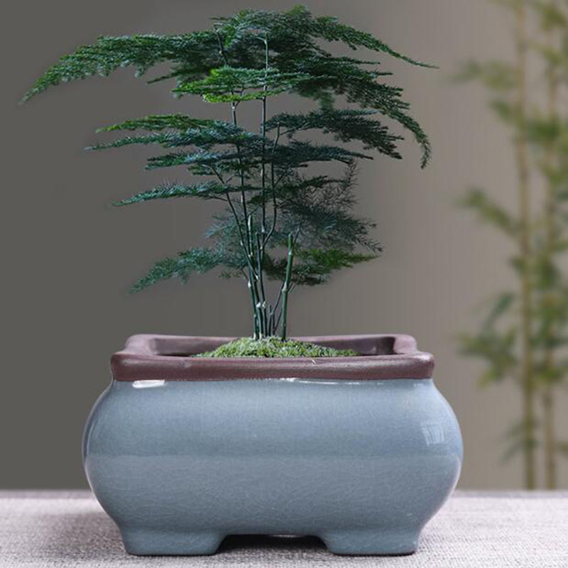 레트로 세라믹 꽃 냄비, 아스파라거스, 다육 식물 냄비 - Echeveria Succulent 리뷰 및 가격