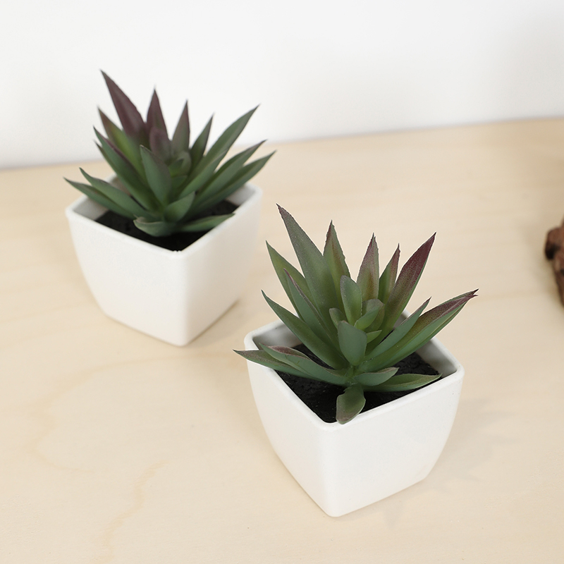 미니 인공 즙이 많은 요정 컵 작은 화분, 플라스틱 흰 - Echeveria Succulent 리뷰 및 가격