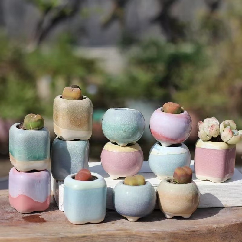 6Pcs 미니 화분 다육 식물 작은 다육 식물 도자기  - Echeveria Succulent 리뷰 및 가격